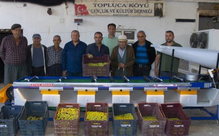 ZEYTİN ÜRETİCİLERİNİN YÜZÜ BÜYÜKŞEHİR İLE GÜLÜYOR