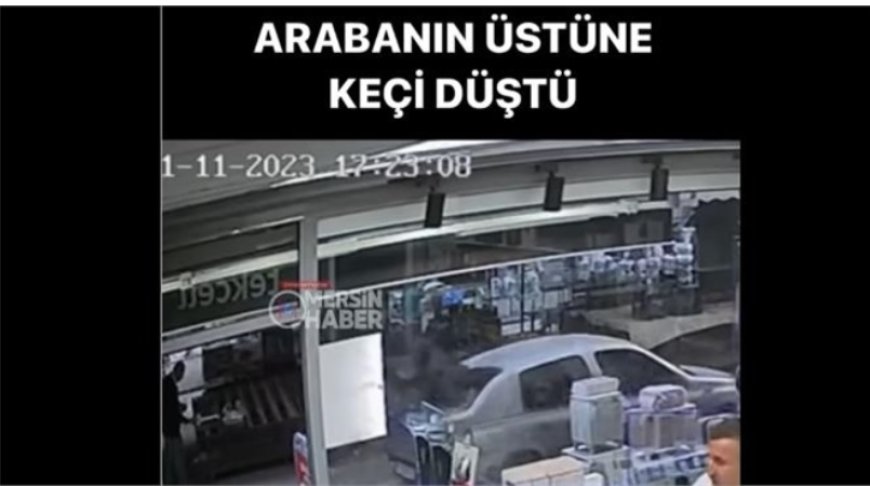 Mersin'de Bir Binanın Üçüncü Katından Atlayan Keçi Arabanın Üzerine Düştü