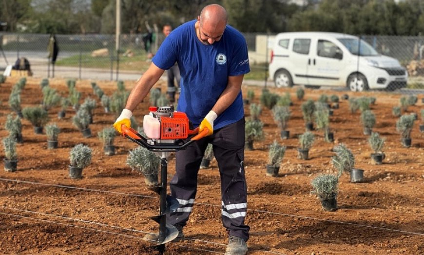 Milas Belediyesi, "Lavanta Kokulu Milas" Projesine Başladı