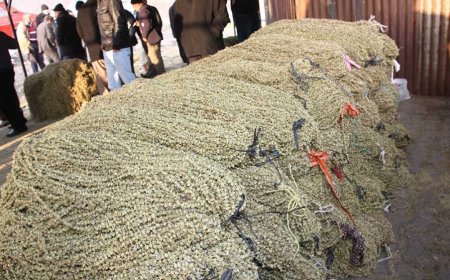 Taşova bamyası, et, bal ve zeytinyağı fiyatlarını ikiye katladı!