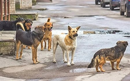 Türkiye Sokak Köpekleri Sorunu İçin Yeni Yasa Hazırlıyor: Yapay Zeka Ne Düşünüyor?