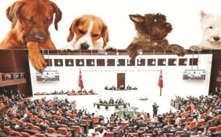 Sokak Hayvanlarının Korunması İçin Yeni Bir Yol: Vakıf ve Kısırlaştırma