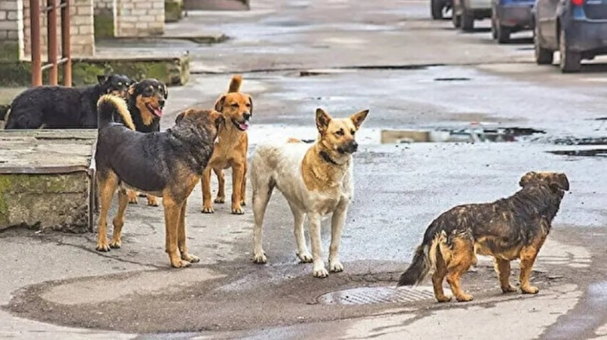 Türkiye Sokak Köpekleri Sorunu İçin Yeni Yasa Hazırlıyor: Yapay Zeka Ne Düşünüyor?