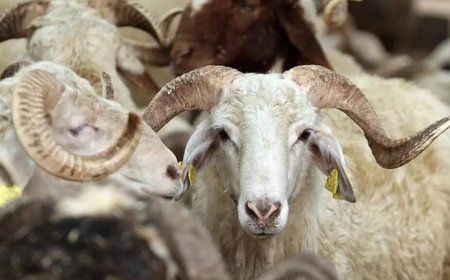 Kurban pazarında ne alıcı mutlu ne satıcı
