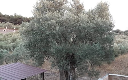 İzmir’in Gizli Cenneti: Aslan Bey Çiftliği