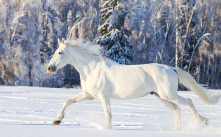 Dream Interpretation of Seeing a Horse, Riding a Horse, and Falling from a Horse