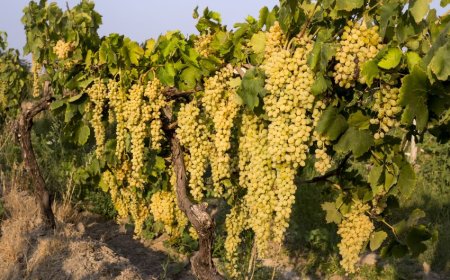 Turkey Sets Sights on $100 Million Export Target for Sultan Seedless Table Grapes
