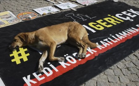 İzmir'de Sokak Hayvanları Yasası’na Şok Tepki: "Yaşatmayı Seçiyoruz!"