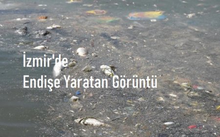 İzmir'de Endişe Yaratan Görüntü: Bayraklı Sahilinde Yüzlerce Ölü Balık Kıyıya Vurdu