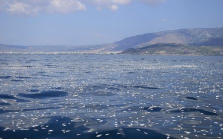 Yunanistan Kıyılarında Binlerce Balığın Ölümü Araştırılıyor
