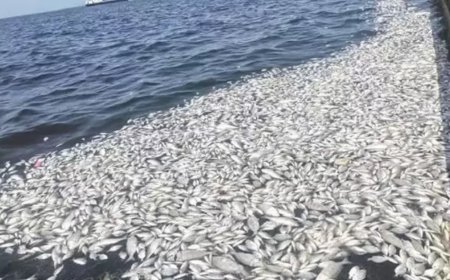 İzmir Körfezi’nde Tehlike Sinyalleri: Temizlik Şart, Aksi Halde Balık Ölümleri Sürecek