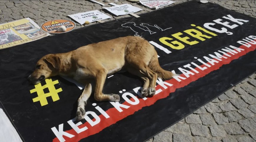 İzmir'de Sokak Hayvanları Yasası’na Şok Tepki: "Yaşatmayı Seçiyoruz!"