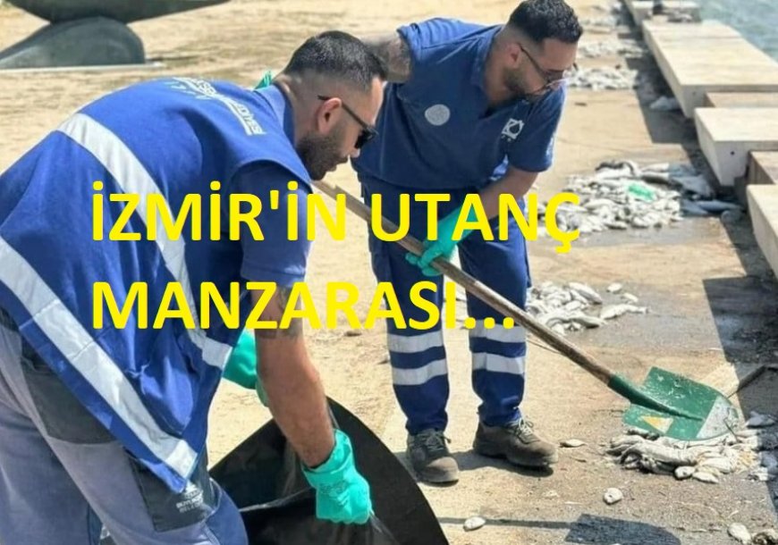 İzmir Körfezi Alarm Veriyor: Balık Ölümleri ve Kirlilik Şehri Tehdit Ediyor