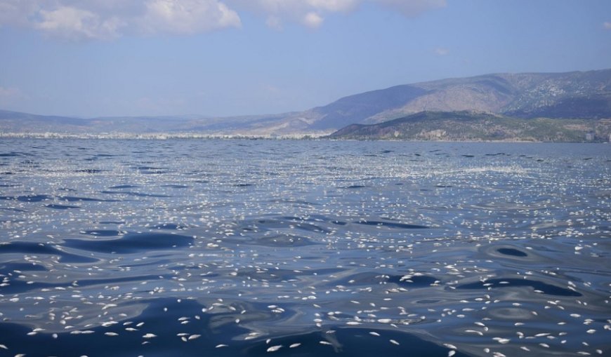 Yunanistan Kıyılarında Binlerce Balığın Ölümü Araştırılıyor