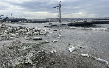 İzmir Körfezi’nde Balık Ölümleri ve Kötü Koku Krizi Devam Ediyor