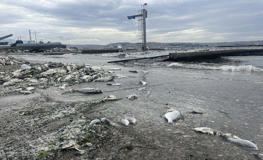 İzmir Körfezi’nde Balık Ölümleri ve Kötü Koku Krizi Devam Ediyor