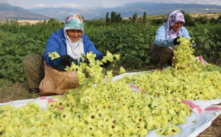 Amasya Çiçek Bamyası Fiyatı Zirvede: 1600 TL ile Sabit Kaldı