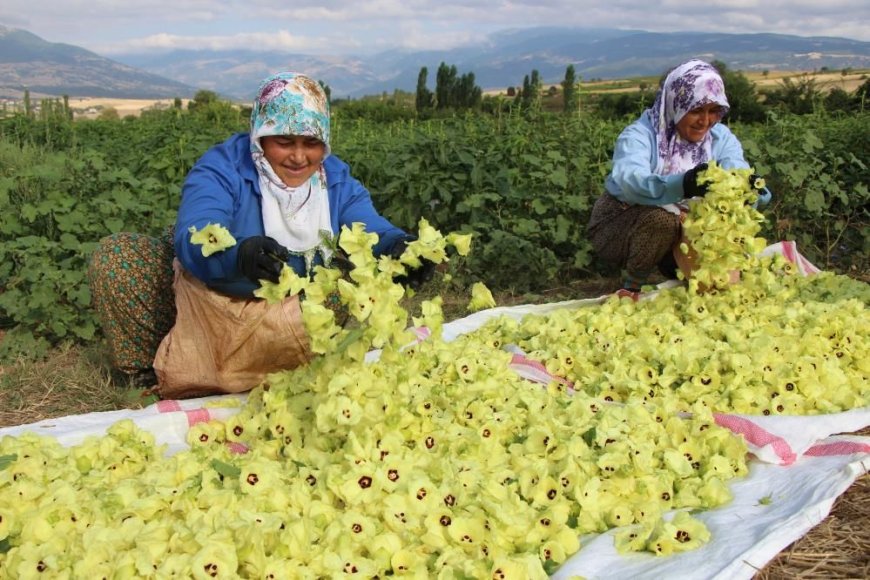 Amasya Çiçek Bamyası Fiyatı Zirvede: 1600 TL ile Sabit Kaldı