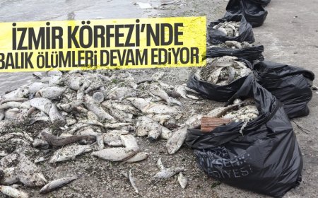 Siyasette Sevgi Krizi: İzmir Körfezi'nden Seçim Meydanlarına