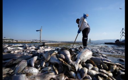 İzmir Körfezi’nde Yüzme Hayali: Gerçekleşemeyen Bir Söylem