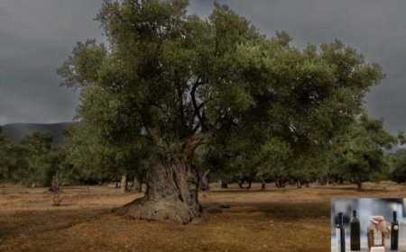 Milas’ın Asırlık Zeytin Ağaçlarından Elde Edilen Yağ ve Zeytinler AB Korumasında