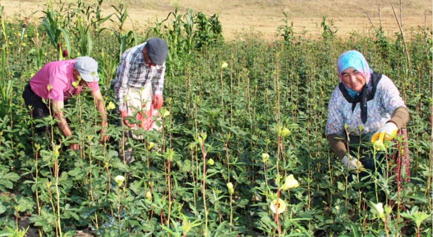Taşova Bamya Pazarında Güncel Fiyatlar Açıklandı