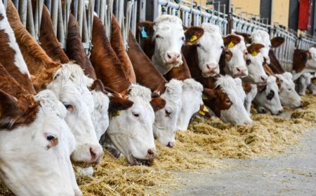 Rüyada Ahır Görmek Ne Anlama Gelir? Bolluk, Bereket, Miras ve Manevi Temizlik İşareti