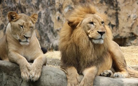 Rüyada Aslan Görmek Ne Anlama Gelir? En Kapsamlı Tabirler