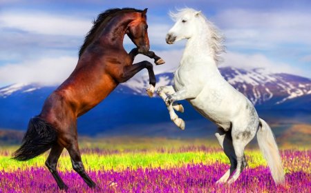 What Does It Mean to See a Horse in a Dream? Interpretations from Ancient Wisdom to Modern Insight