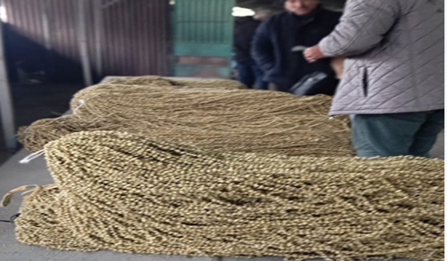 Yeni Sezon Bamyası Pazara İndi, Fiyatlar Geriledi