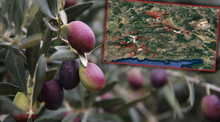 Zeytinlik Alarmı: Muğla’da 26 Köy Boşaltılabilir, 468 Bin Dönüm Alan Riskte