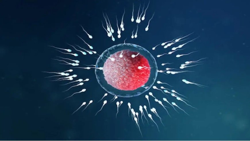 Uzman uyarısı: Sperm sayısındaki düşüşte başlıca etkenler sigara ve varikosel