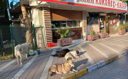 Akçay'da Korku Hâkim: Başıboş Köpekler Çocuklar ve Yaşlılar İçin Tehlike Saçıyor