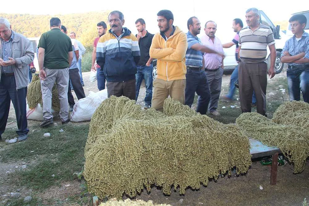 Taşova Bamyasında Üretici Beklediğini Bulamadı: Fiyatlar Düştü