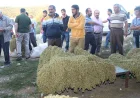 Taşova Bamyasında Üretici Beklediğini Bulamadı: Fiyatlar Düştü