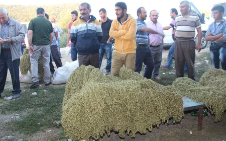 Taşova Bamyasında Üretici Beklediğini Bulamadı: Fiyatlar Düştü