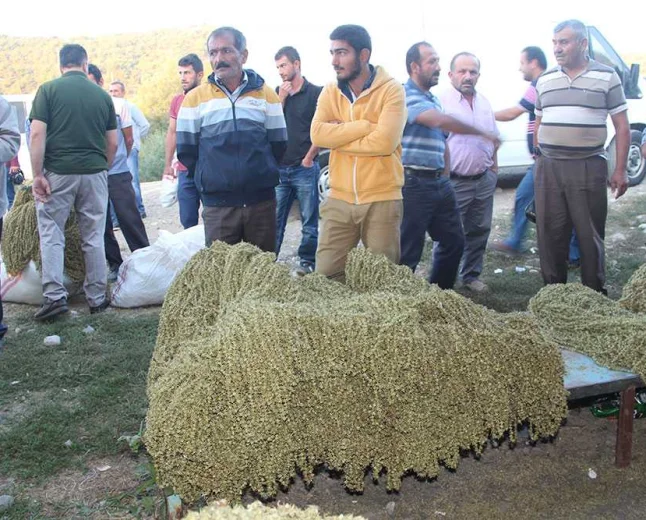 Taşova Bamyasında Üretici Beklediğini Bulamadı: Fiyatlar Düştü
