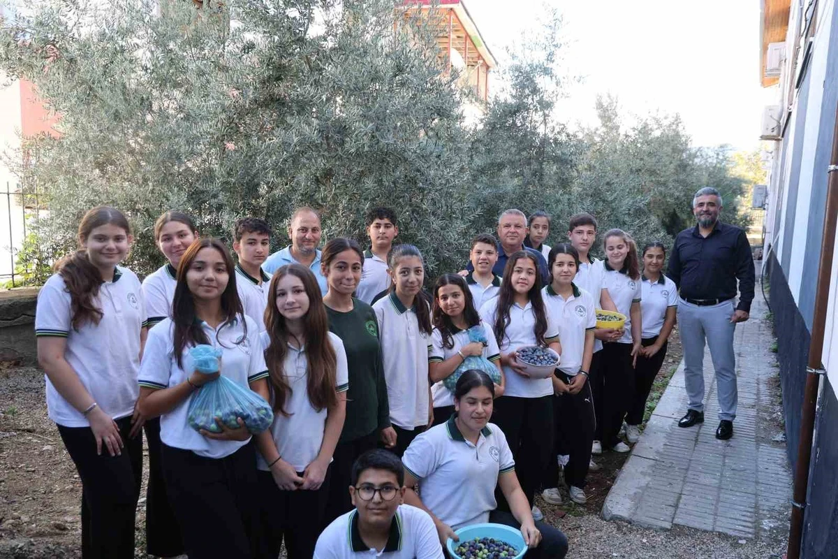  Kozan’da 1. sınıfta diktikleri zeytinleri 8. sınıfta hasat ettiler